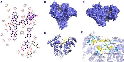 Novel albumin-binding multifunctional probe for synergistic enhancement of FL/MR dual-modal imaging and photothermal therapy